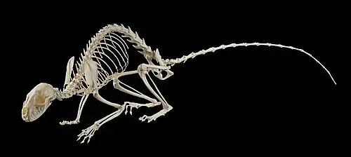 Squelette de fouine.