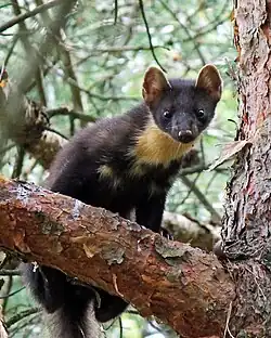 Une martre sur une branche d'arbre.