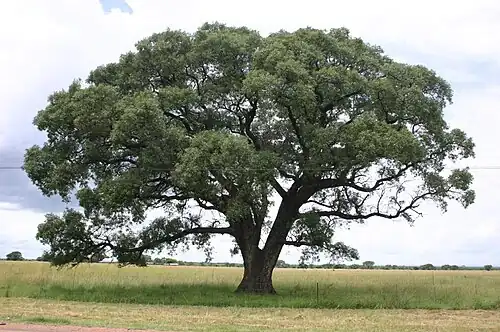 Marula, appelé encore localement « arbre-éléphant ».