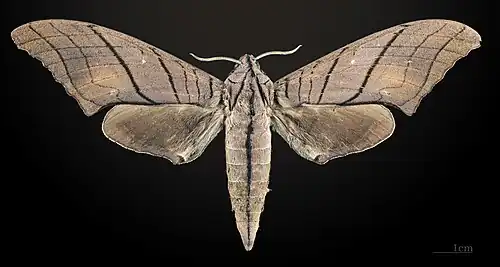 Marumba cristata titan ♀ MHNT