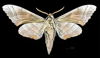 Revers du mâle (coll.MHNT)