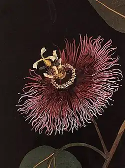 Passiflora laurifolia L., collage papier botanique, par Mary Delany (1700-1788).