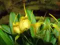 Masdevallia floribunda