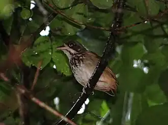 Description de l'image Masked Antpitta iNaturalist.jpg.