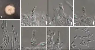 Description de l'image Massarina pandanicola (10.3897-mycokeys.33.23670) Figure 10.jpg.