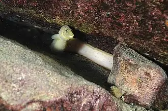 Mastacembelus flavidus