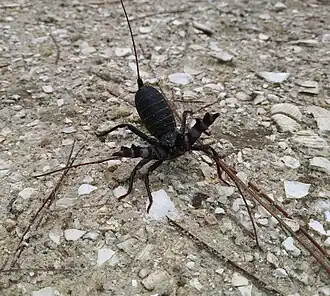 Description de l'image Mastigoproctus floridanus 95518687.jpg.