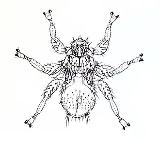 Famille Streblidae, Mastoptera guimaraesi.
