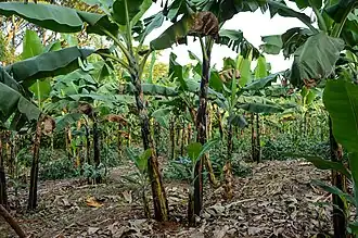 Bananes