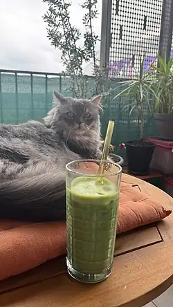 Dégustation d'un matcha accompagné d'un chat