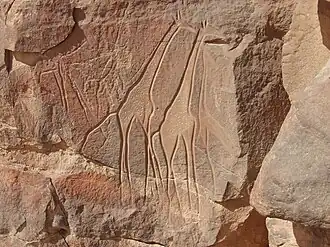 Girafes (Wadi Mathendous, Messak Settafet, Libye)