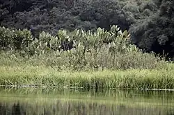 Matin brumeux à Kaw