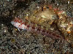 Mimoblennius atrocinctus