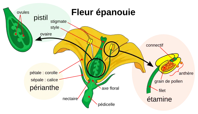 Diagramme d'une fleur à maturité