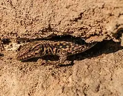 Mâle sur le seuil de son abri de terre (Rhénanie-Palatinat, Allemagne, 20 mars 2012).