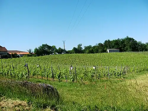 AOC Pacherenc-du-vic-bilh.