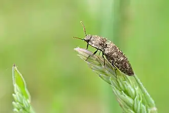 Description de l'image Mausgrauer Schnellkäfer 02 (MK).jpg.