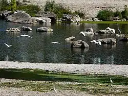 En aval du barrage de Mauzac.