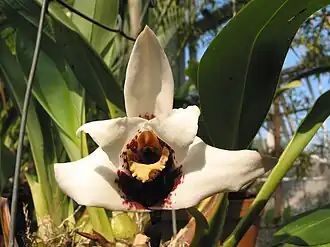 Description de cette image, également commentée ci-après