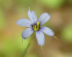 Sisyrinchium angustifolium