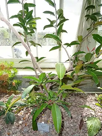 Description de l'image Maytenus pyria - Copenhagen Botanical Garden - DSC07411.JPG.