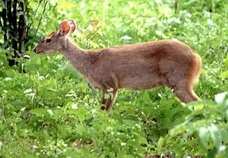 Le daguet gris (Mazama gouazoubira) est un cervidé de taille moyenne