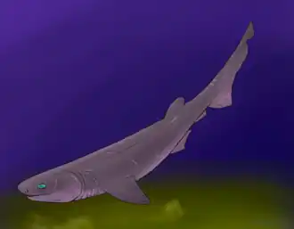 Description de l'image Mcmurdodus featherensis restoration.png.