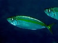 Selar crumenophthalmus