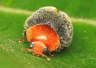 Description de cette image, également commentée ci-après