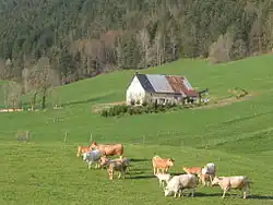 Les vaches à Méaudre.