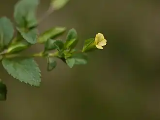 Description de l'image Mecardonia procumbens (5598138820).jpg.