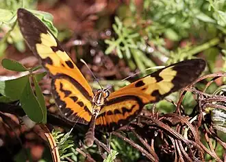 Description de cette image, également commentée ci-après