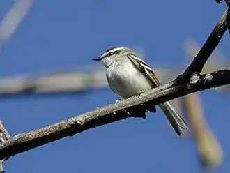 Description de l'image Mecocerculus calopterus - Rufous-winged Tyrannulet (cropped).jpg.