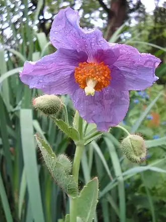Meconopsis betonicifolia