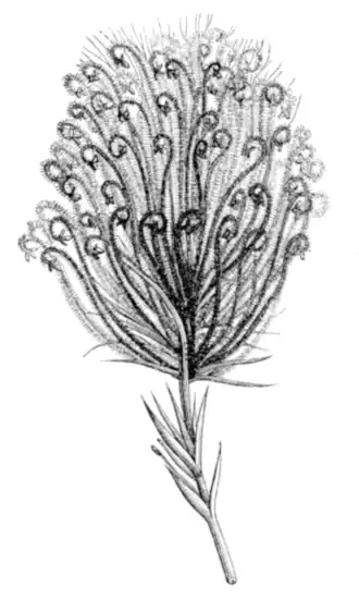 Description de l'image Mecopus nidulans inflor Taub45A.png.