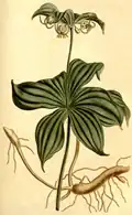 Medeola virginiana