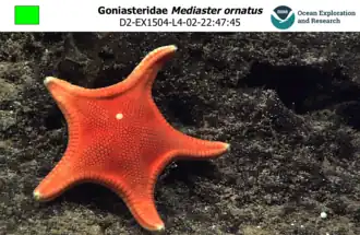 Mediaster ornatus