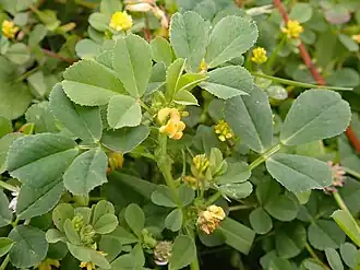Description de l'image Medicago polymorpha flower NC4 - 45132596201.jpg.