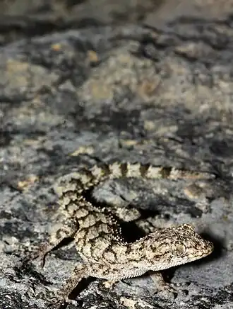 Description de l'image Mediodactylus aspratilis (3) (18544905900).jpg.