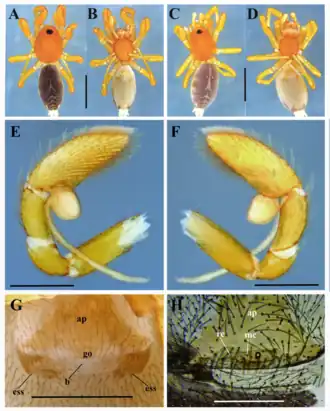 Description de l'image Medionops luiscarlosi (10.5852-ejt.2021.773.1511) Figure 4.png.
