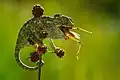 Caméléon commun mangeant un Caelifera (Kapıçam Tabiat Parkı&nbsp;(tr), Turquie).