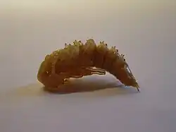 Nymphe de couleur brun jaune