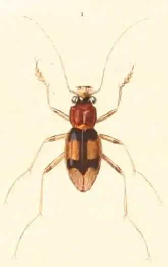 Description de l'image Megacephala_bifasciata.jpg.