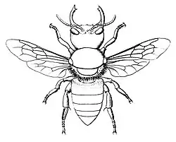 Femelle Megachile pluto (le labrum n'est pas visible) (dessin du Dr Heinrich Friese de 1911).
