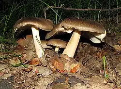 Megacollybia fallax