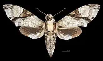 Avers de la femelle (coll.MHNT)