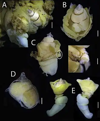 Description de l'image Megadenus holothuricola (10.3897-zookeys.1016.55071) Figure 1.jpg.