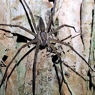 Description de l'image Megadolomedes trux.jpg.