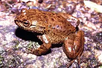 Description de l'image Megaelosia boticariana04.jpg.