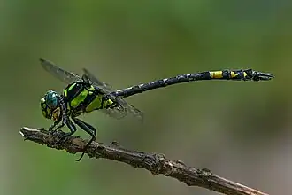 Description de l'image Megalogomphus hannyngtoni by Reji Chandran.jpg.